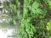 Thumbnail IMG_2901.JPG 
