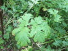 Thumbnail IMG_2902.JPG 