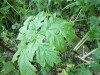 Thumbnail IMG_2903.JPG 