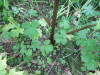 Thumbnail IMG_2904.JPG 