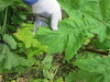 Thumbnail IMG_2906.JPG 