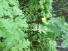 Thumbnail IMG_2907.JPG 