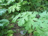 Thumbnail IMG_2908.JPG 