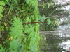 Thumbnail IMG_2909.JPG 