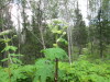Thumbnail IMG_2910.JPG 