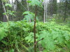 Thumbnail IMG_2911.JPG 