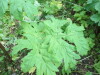 Thumbnail IMG_2912.JPG 