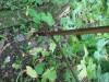 Thumbnail IMG_2913.JPG 