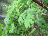 Thumbnail IMG_2914.JPG 
