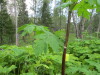 Thumbnail IMG_2915.JPG 
