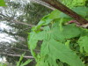 Thumbnail IMG_2916.JPG 