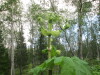 Thumbnail IMG_2917.JPG 
