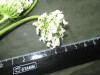 Thumbnail IMG_3431.JPG 