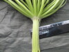 Thumbnail IMG_3433.JPG 