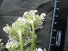 Thumbnail IMG_3434.JPG 
