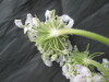 Thumbnail IMG_3435.JPG 