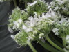 Thumbnail IMG_3437.JPG 