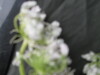 Thumbnail IMG_3438.JPG 