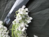 Thumbnail IMG_3439.JPG 