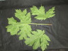 Thumbnail IMG_3440.JPG 
