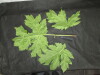 Thumbnail IMG_3441.JPG 