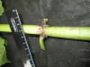 Thumbnail IMG_3442.JPG 