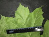 Thumbnail IMG_3443.JPG 