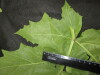 Thumbnail IMG_3445.JPG 
