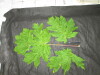 Thumbnail IMG_3446.JPG 