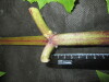 Thumbnail IMG_3447.JPG 