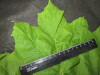 Thumbnail IMG_3448.JPG 