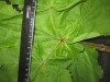 Thumbnail IMG_3449.JPG 