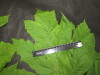 Thumbnail IMG_3450.JPG 