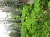 Thumbnail IMG_2922.JPG 