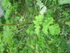 Thumbnail IMG_2923.JPG 