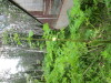 Thumbnail IMG_2924.JPG 