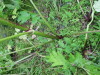 Thumbnail IMG_2925.JPG 
