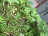 Thumbnail IMG_2926.JPG 