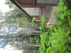 Thumbnail IMG_2927.JPG 