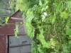 Thumbnail IMG_2929.JPG 