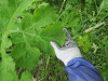 Thumbnail IMG_2932.JPG 