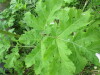 Thumbnail IMG_2933.JPG 