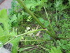 Thumbnail IMG_2935.JPG 