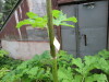 Thumbnail IMG_2936.JPG 