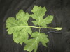 Thumbnail IMG_3546.JPG 