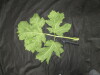 Thumbnail IMG_3547.JPG 