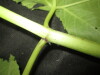 Thumbnail IMG_3548.JPG 