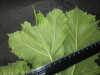 Thumbnail IMG_3549.JPG 