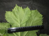 Thumbnail IMG_3550.JPG 