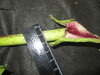 Thumbnail IMG_3551.JPG 